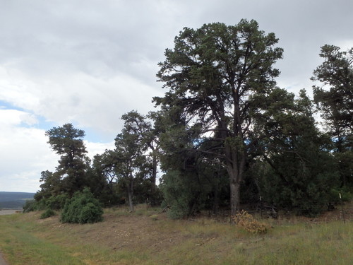 GDMBR: We had a mid afternoon snack under that tall tree on the roadside of US-84.